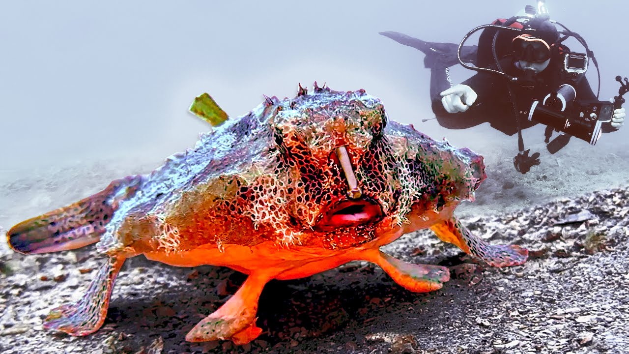 Batfish Encounter