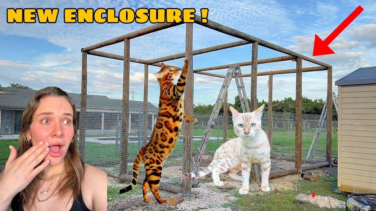 Building a giant outdoor enclosure for my exotic cats
