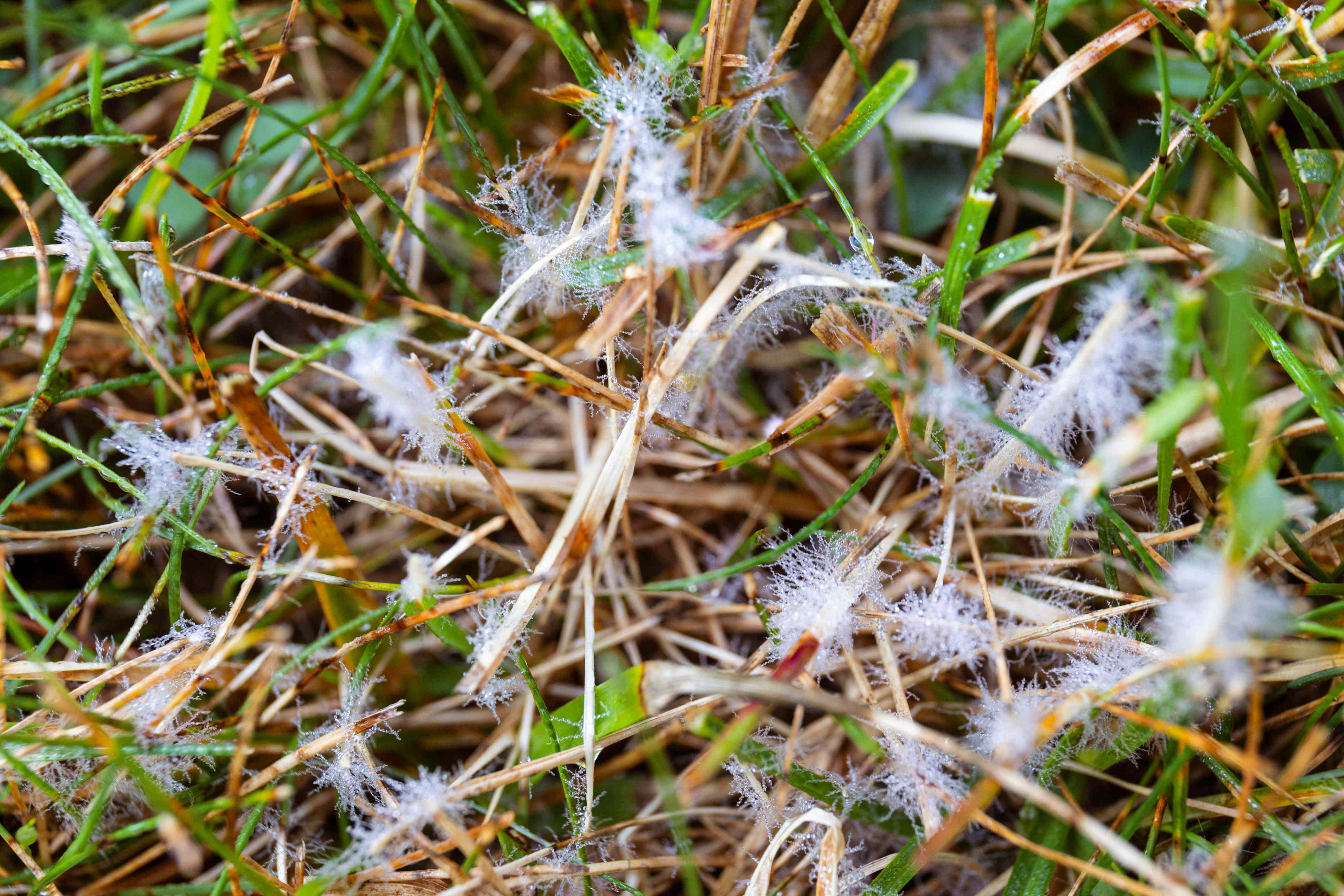 5 fall lawn problems that could leave your yard looking rough by winter