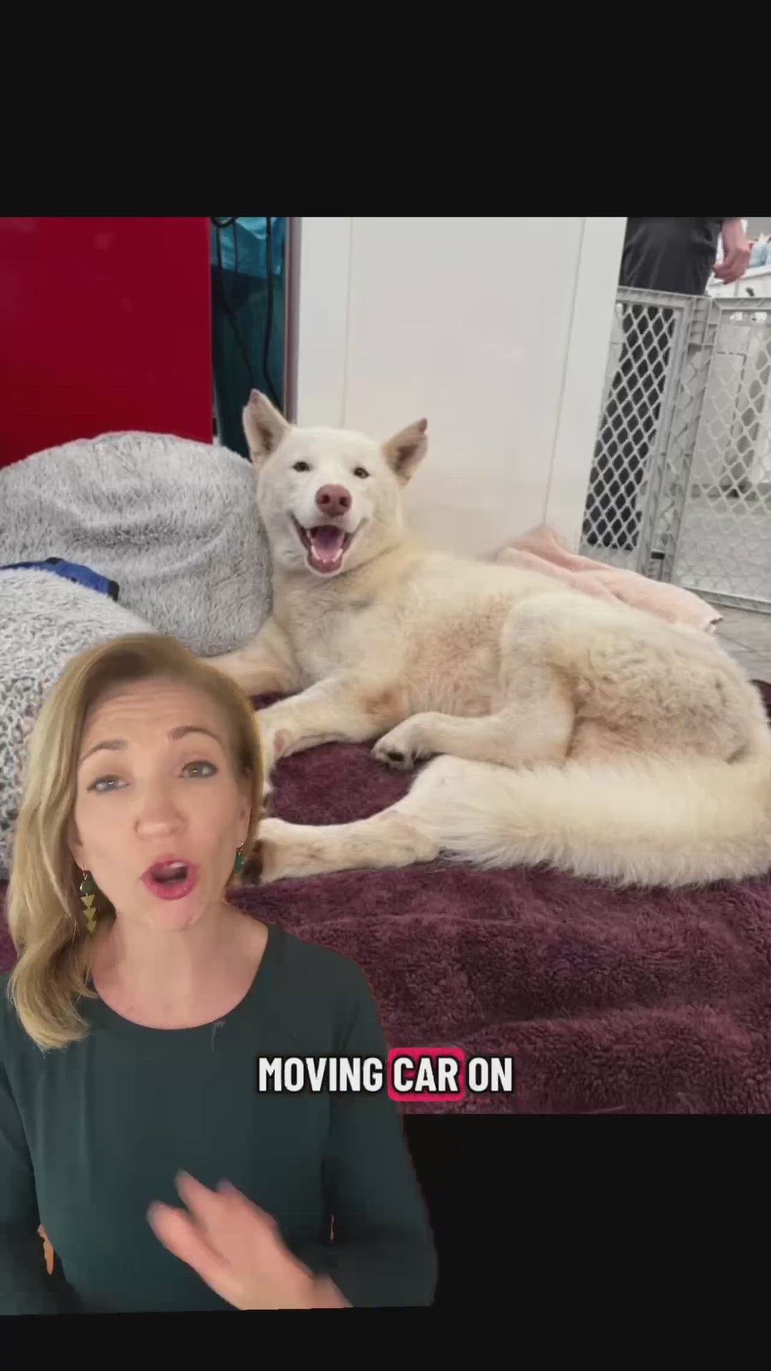 Dog thrown from car survives