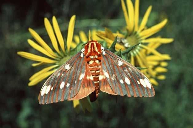 All About Garden Moths: Important Pollinators