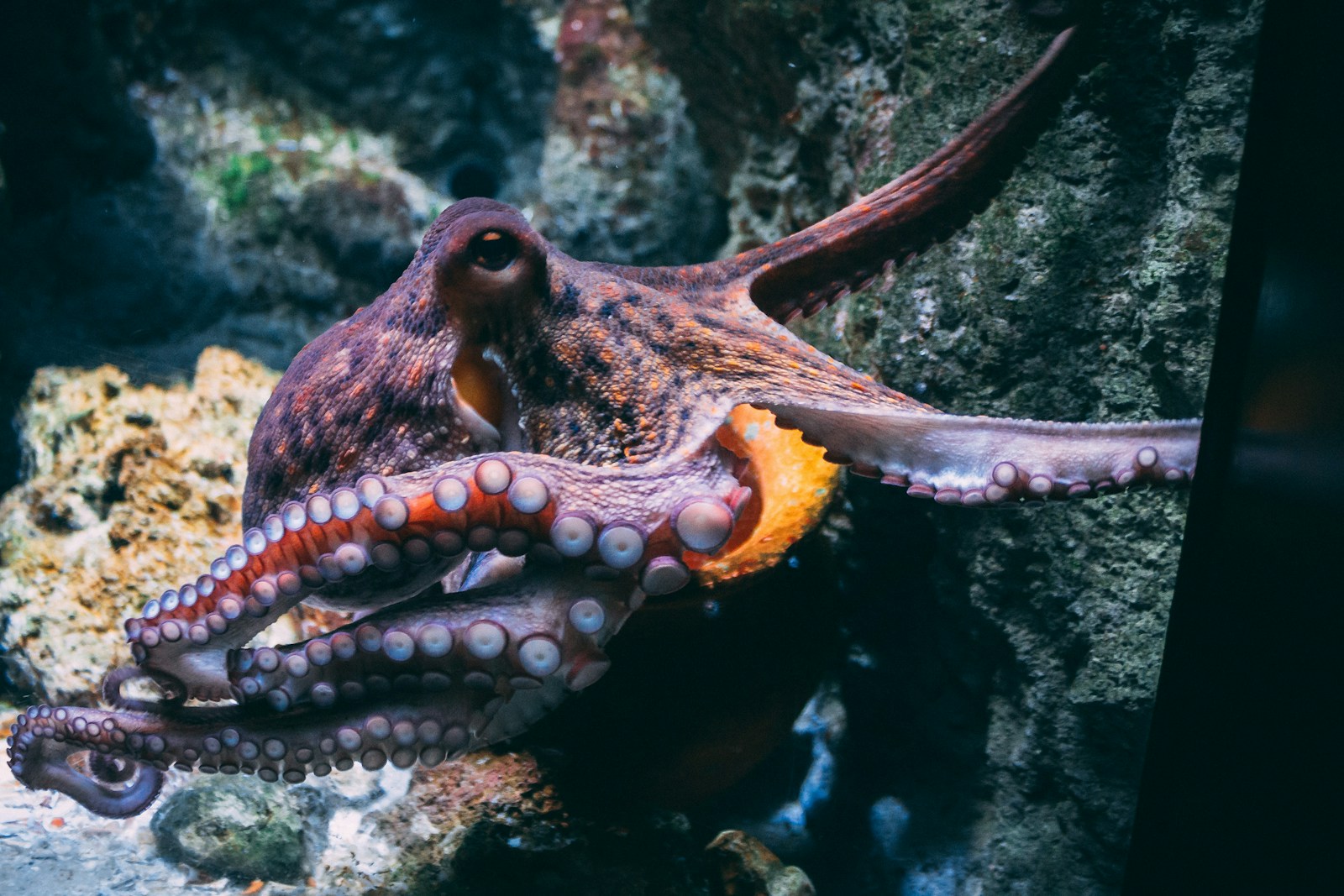 Think you know octopuses? These facts will surprise you