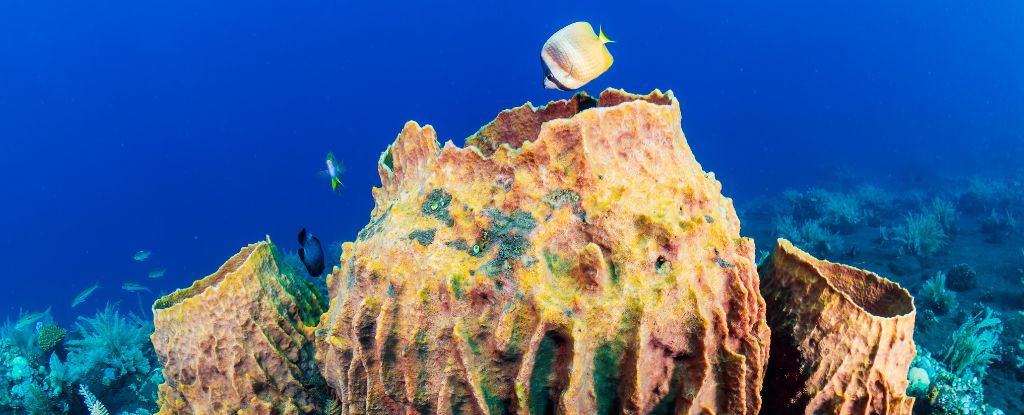 Picture of Ancient Signal Confirms What The Very First Animals Truly Looked Like