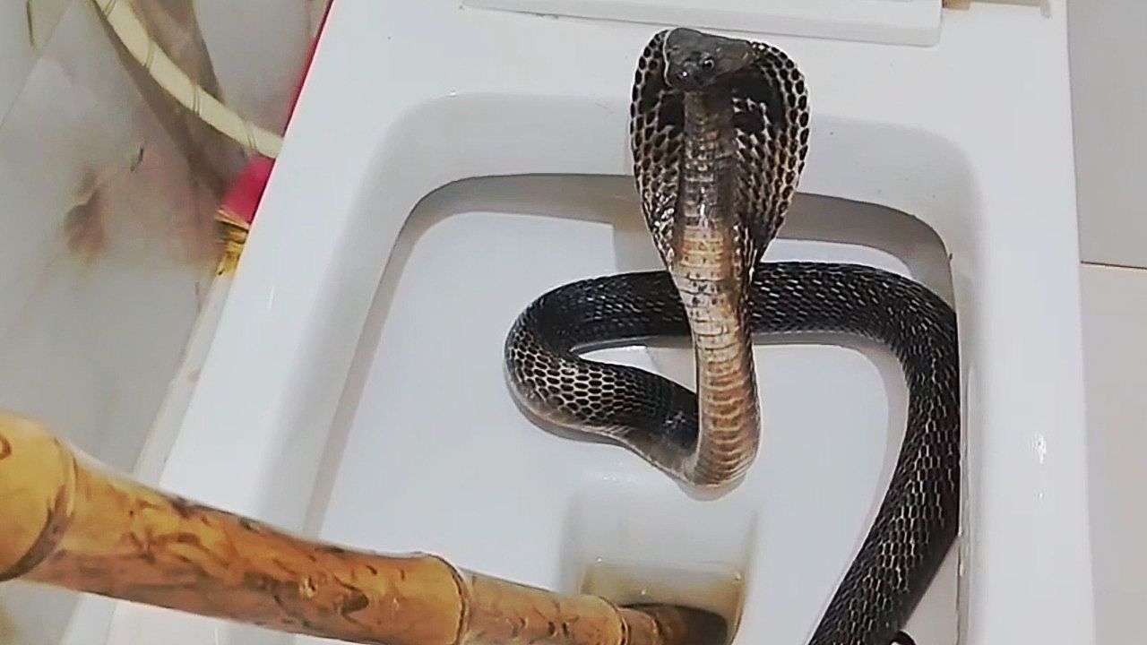 Toilet nightmare! Aggressive cobra found in Indian family's toilet
