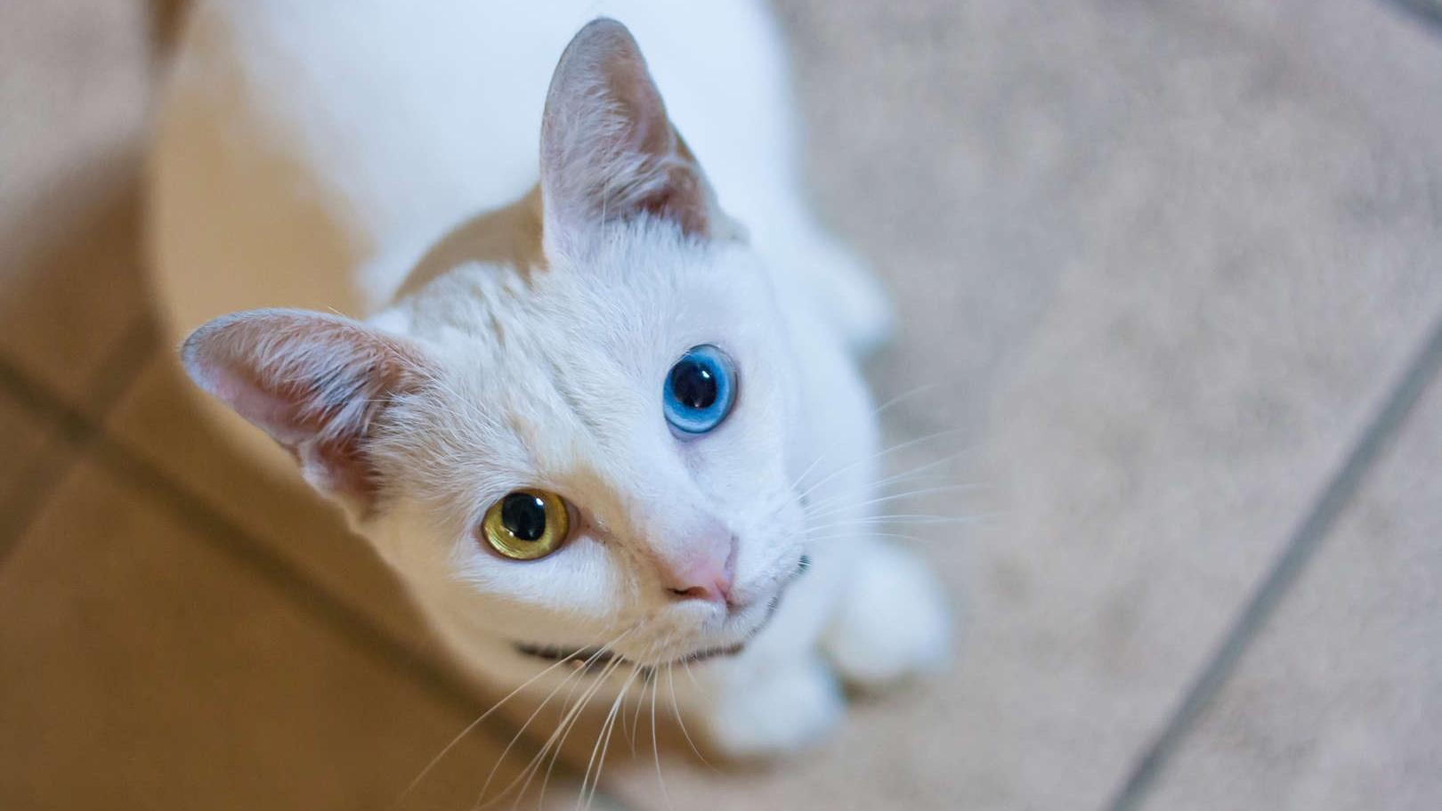 The 5 most unusual cat breeds