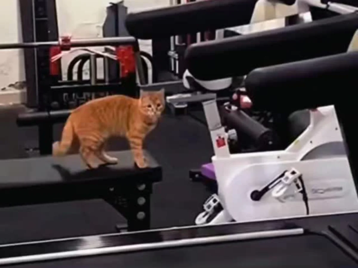 Gato liga a esteira sozinho e rouba a cena ao se exercitar na academia