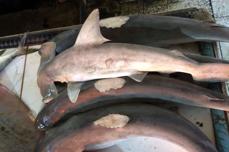 Hiu yang Terancam Punah Jadi Makanan Tanpa Kita Sadari