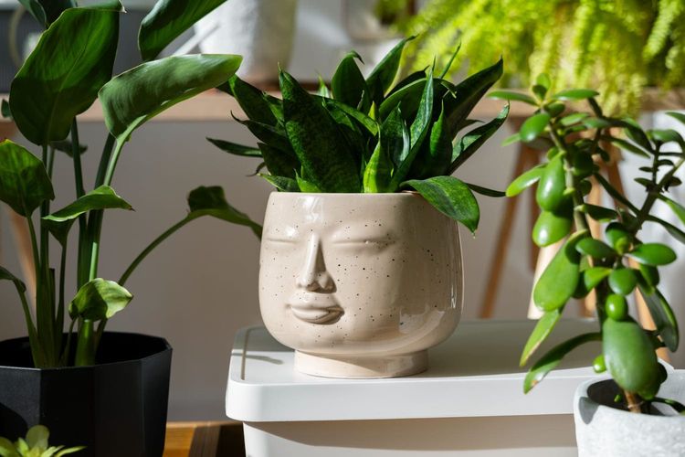 5 Tanaman Peningkat Keberuntungan dan Kekayaan di Rumah, Menurut Feng Shui