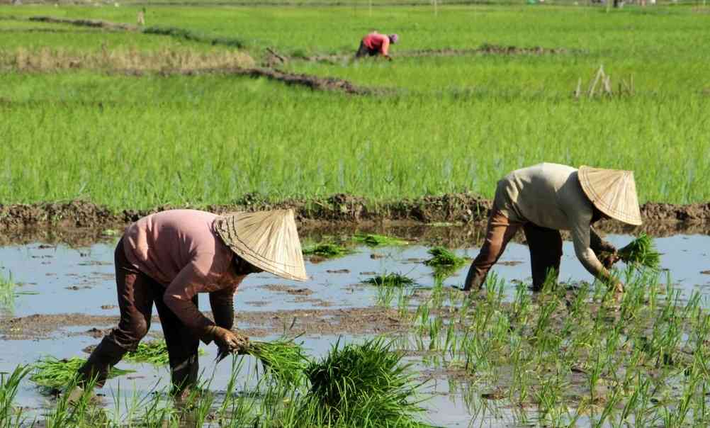 Mengapa Petani Kehilangan Kesan di Kalangan Muda?