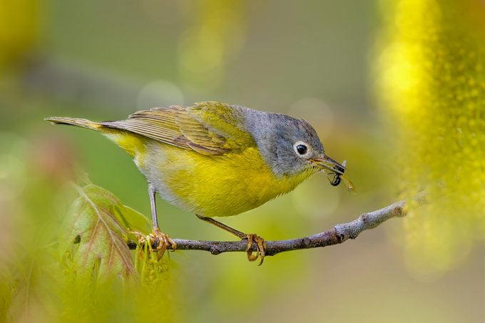 6 bird beak types and how birds use them to eat