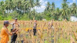Panen Jagung Polsek Baolan, Kedaulatan Pangan Berhasil Diraih Tolitoli