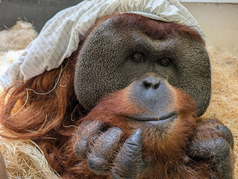 Internationally loved orangutan, 32, euthanized after years at Denver Zoo