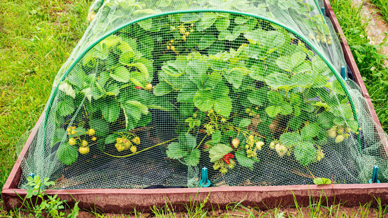 The One Garden Netting You Should Never Use