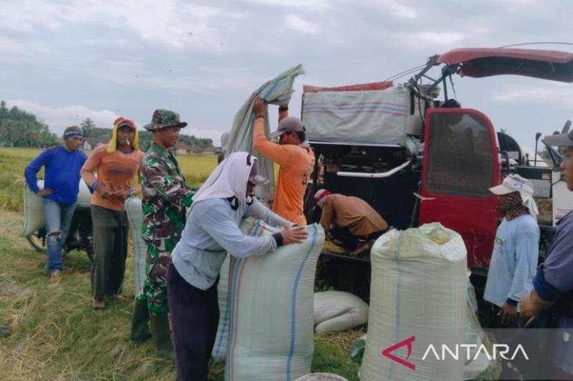 Bulog OKU Serap 18.079 Ton Gabah Petani