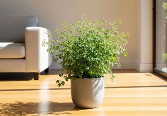 plantas para interiores que ayudan a dormir mejor
