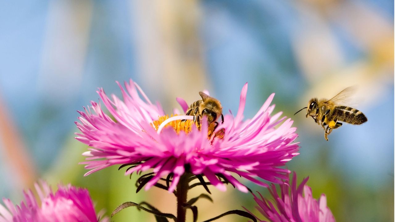 Early bees are hungry in April – these 5 garden flowers provide the ...