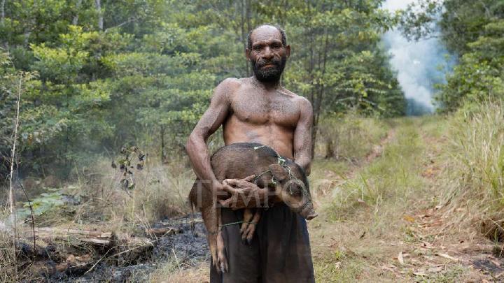 Hutan Tumbuh, Tebu, dan Trauma Warga Domande