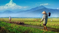 Setiap 24 September, Peringatan Hari Tani Nasional: Mengenang Perjuangan dan Keadilan Agraria