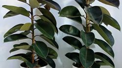 Ini Manfaat Menggegerkan Rebusan Daun Patikan Kebo untuk Kesehatan