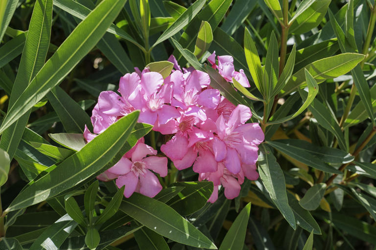 Seven spring plants vet warns could harm - and potentially kill - your pets