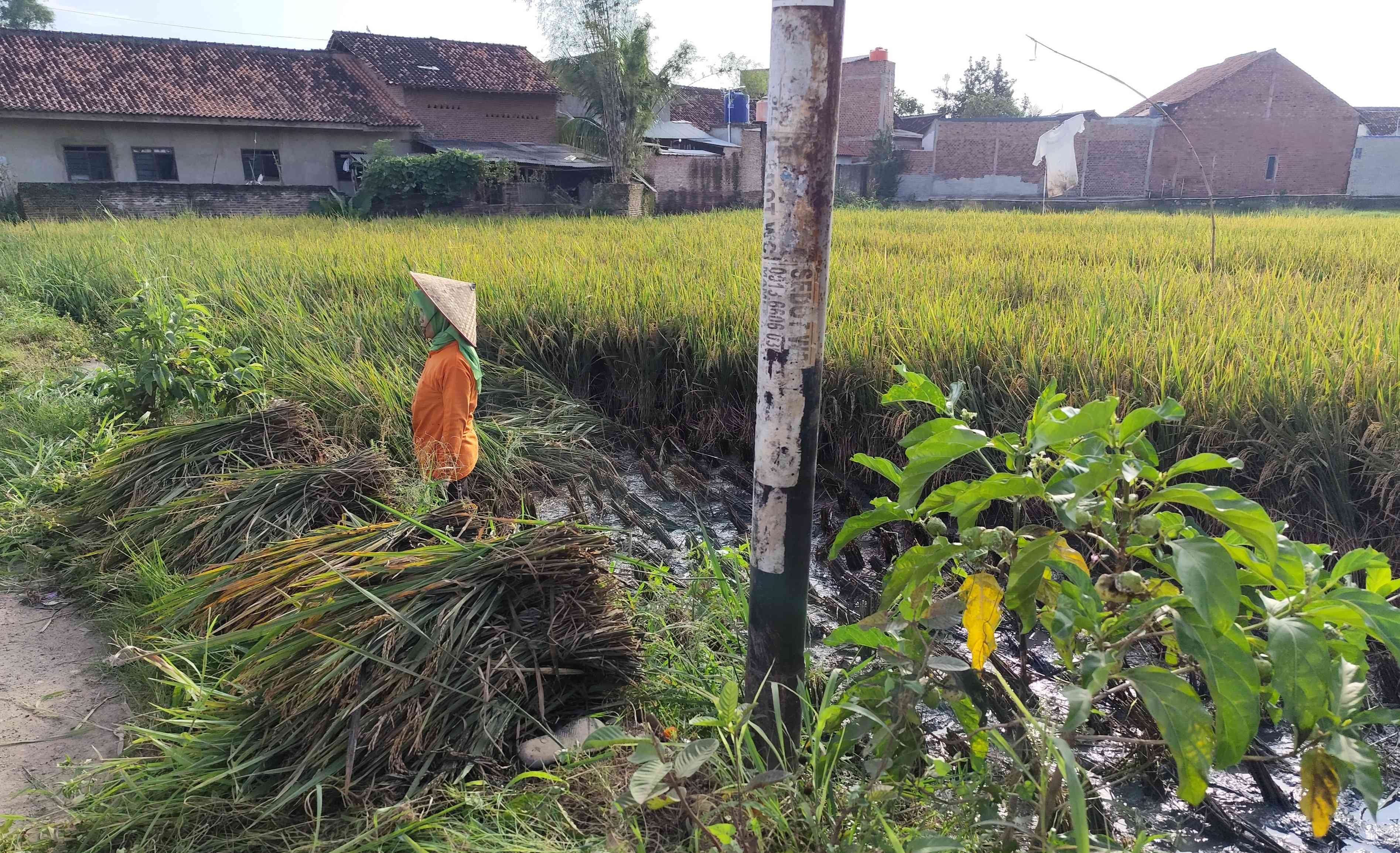 Bulir Padi di Tangan Perempuan, Kehilangan Kearifan Tradisional