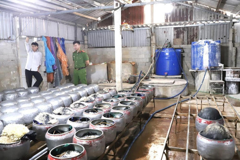Báo điện tử Tiền Phong Nhà xưởng và thiết bị của chủ cơ sở dùng để sản xuất giá đỗ. (CAHT) 1