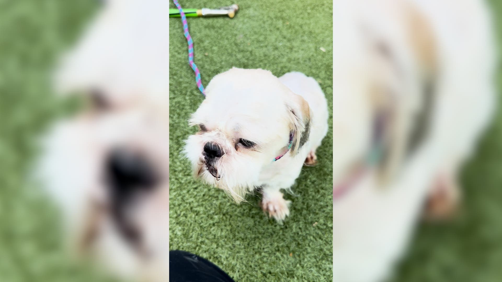 Stray Dog Arrives At Shelter, Staff Not Prepared For What Microchip Reveals<br><br>