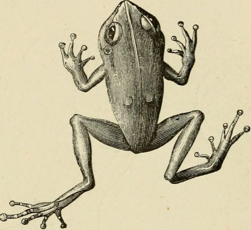 9. Frogs of Deception