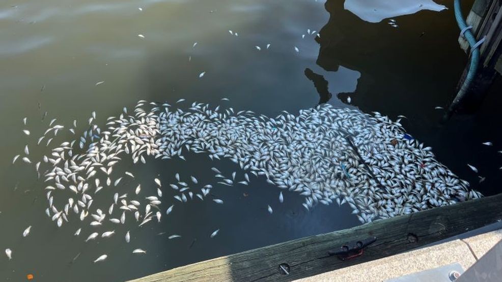 'Fishy situation’: 25,000 fish turn up dead after oxygen runs out in ...
