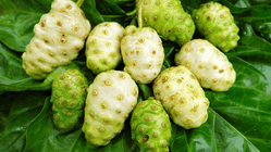 Manfaat Buah Pace: Pahit di Lidah, Kaya Manfaat