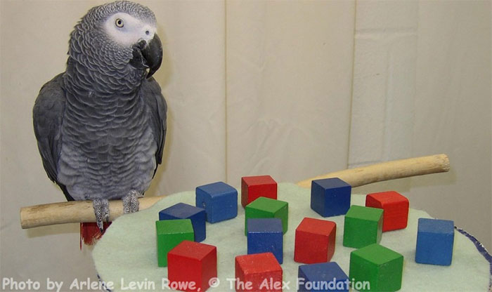 40 Lesser-Known Facts About Animals That Made People Say ‘Aww’ (New Pics)