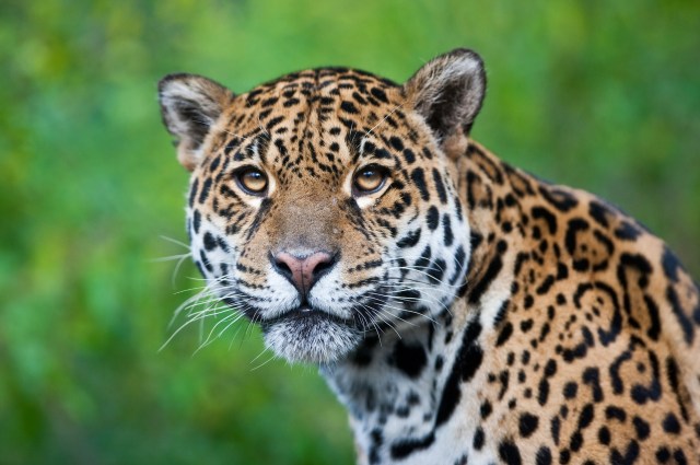 Extraordinary Jaguar Of Columbia Sc Images