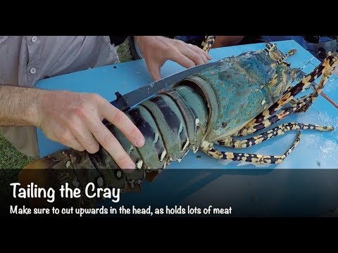 Catching & Cooking a Monster Lobster
