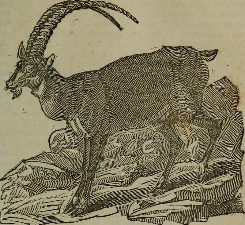 6. Goats of Judgment