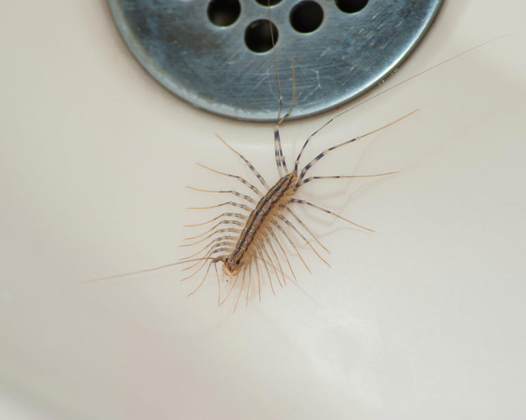 How to keep centipedes out of your home and stop them from coming back