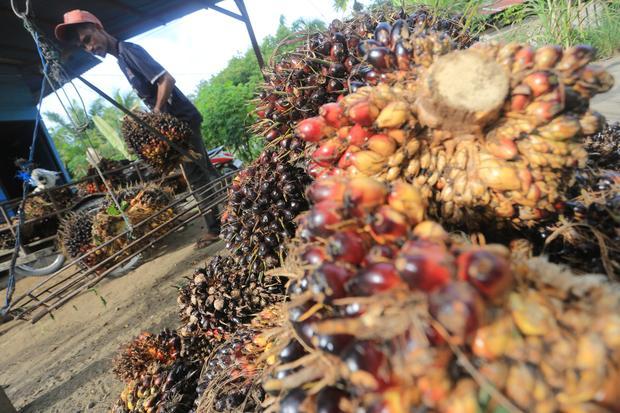 Rencana Besar SSMS Akuisisi 63,40% Saham Sawit Mandiri Lestari Rp 1,6 Triliun
