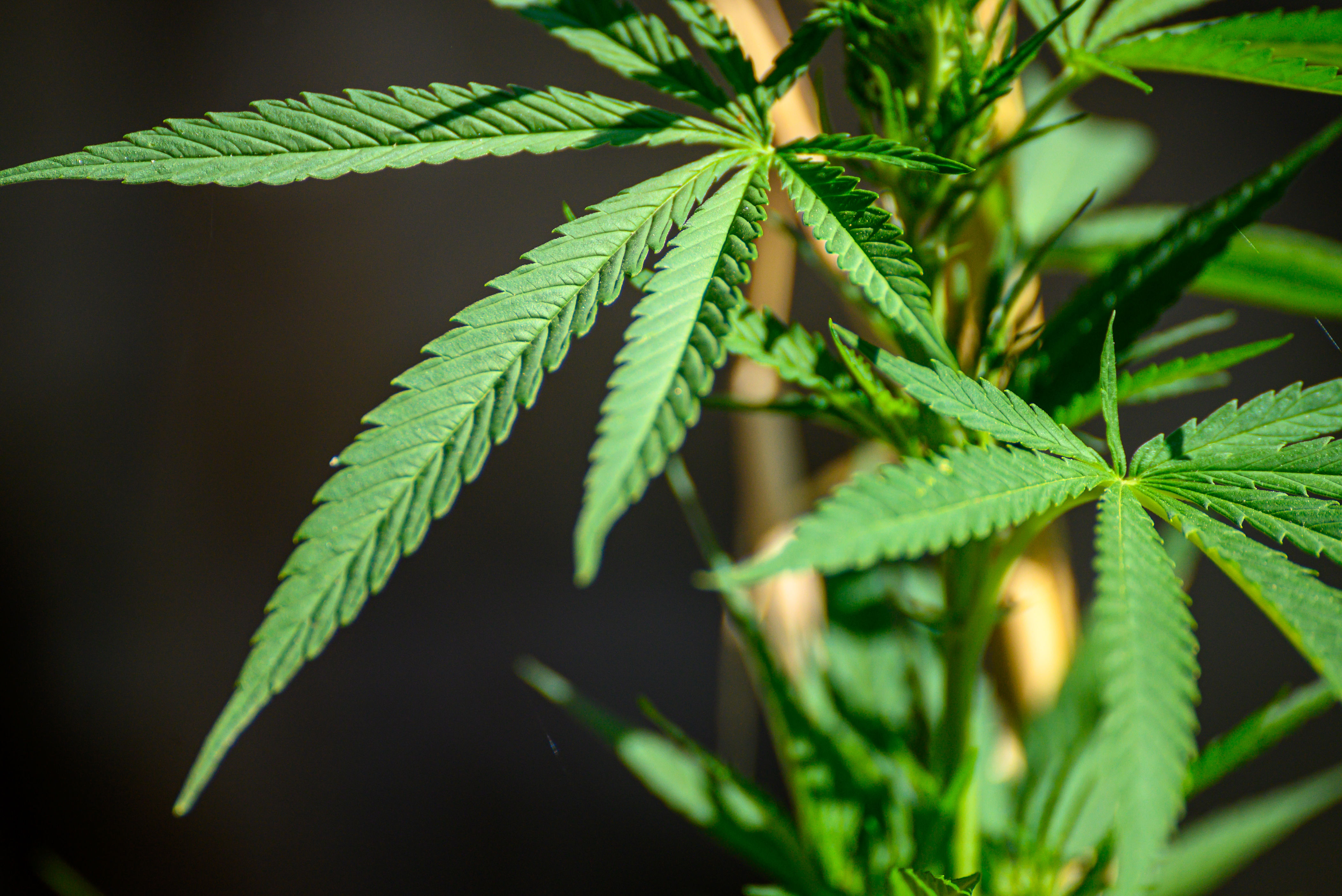 Close-up of cannabis leaves on a plant, featuring detailed serrated edges and branching structure