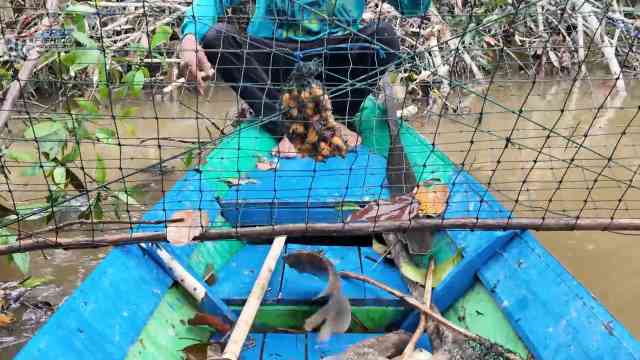 Muddy River, Tangkapan Monster: Ikan Jumbo & Ikan Api Aneh!