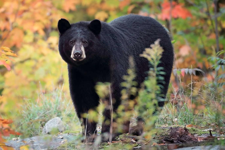 Mom Watches Bear Break Into Her Home. Then She Realizes Her Sleeping