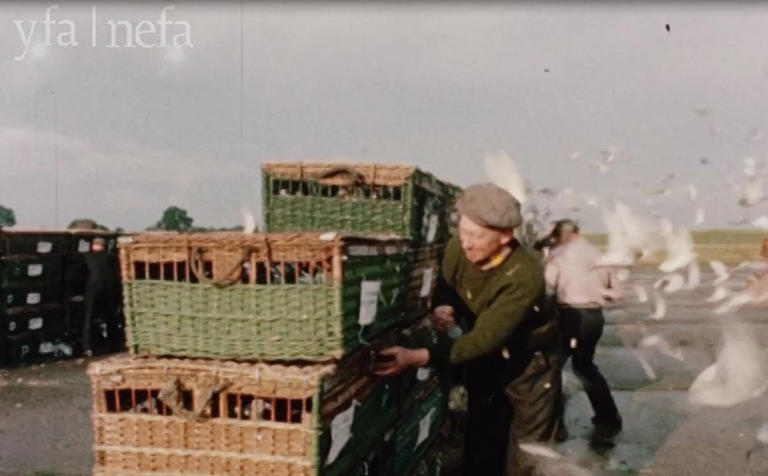 On film: Golden memories of 1960s pigeon racing in rare cine footage