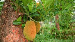 Khasiat Daun Nangka: Herbal Multifungsi untuk Kesehatan dan Kecantikan