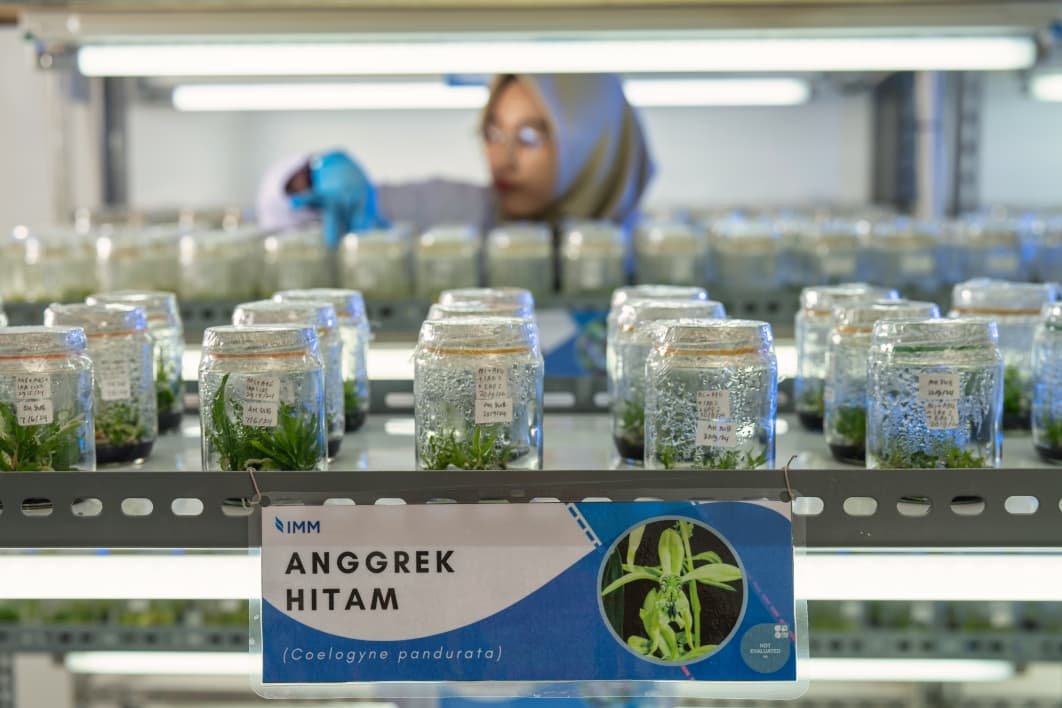 Indominco Luncurkan Laboratorium Kultur Jaringan untuk Anggrek Hitam Kaltim