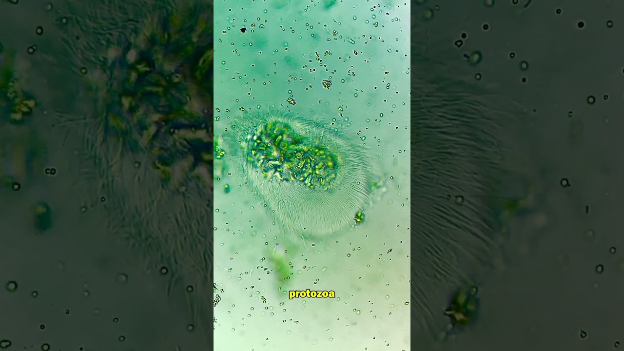 Unbelievable Discovery Inside a Termite’s Gut Under the Microscope!