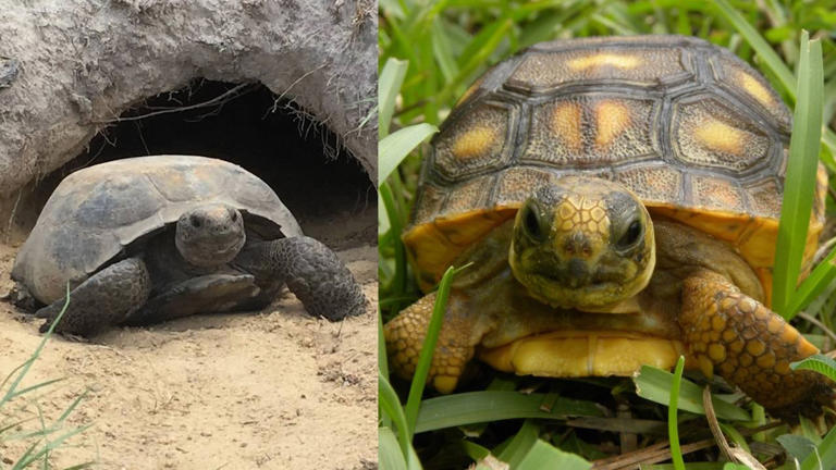 GA wildlife initiative reaches conservation goal for protected gopher ...