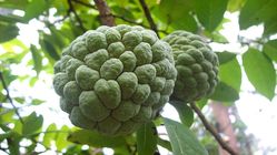 7 Manfaat Buah Srikaya: Obat Diabetes, Cegah Hipertensi, dan Bantu Bunuh Kutu Rambut