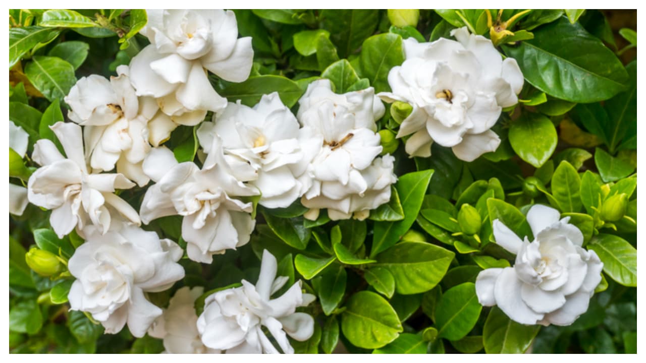 Grow These 6 Beautiful Plants To Fill Your Home With Fragrance