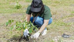 PT Timah Tanam Seribu Pohon Produktif, Bantu Ekonomi dan Lawan Perubahan Iklim