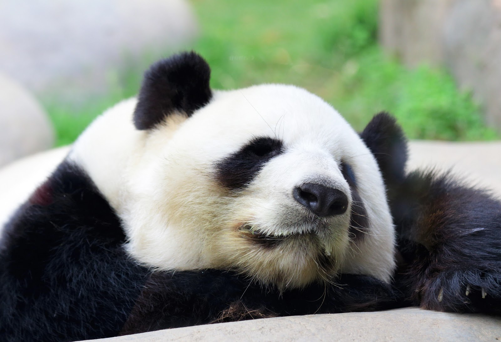 15 Unusual Facts About Panda Bears