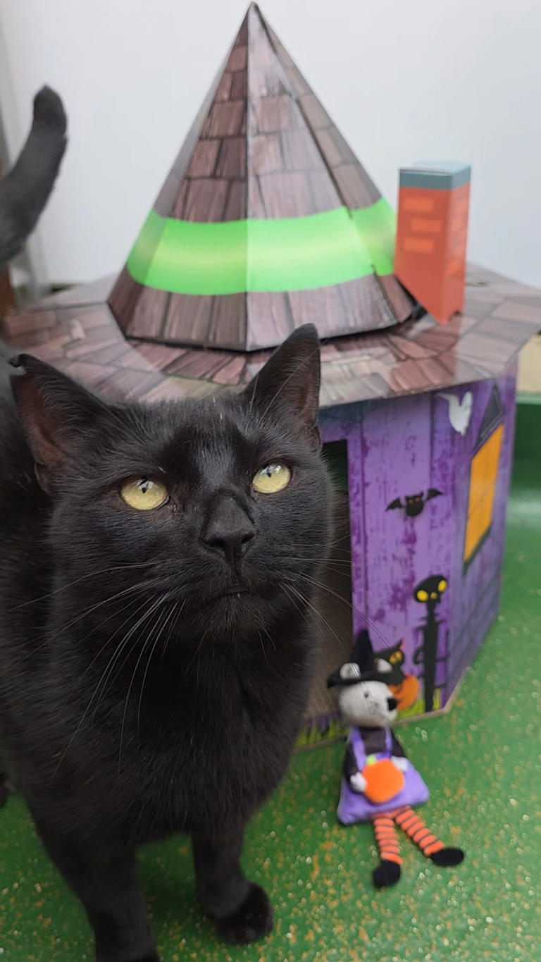 Meet 10 adorable cats and dogs at Holly Hedge looking for a forever Meet 10 adorable cats and dogs at Holly Hedge looking for a forever