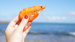 Mengungkap Rahasia Udang: Manfaat Kesehatan Luar Biasa yang Tak Terduga